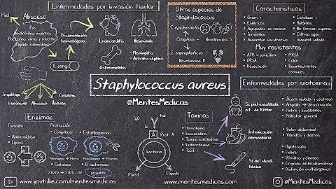 Como se pega a Staphylococcus aureus?