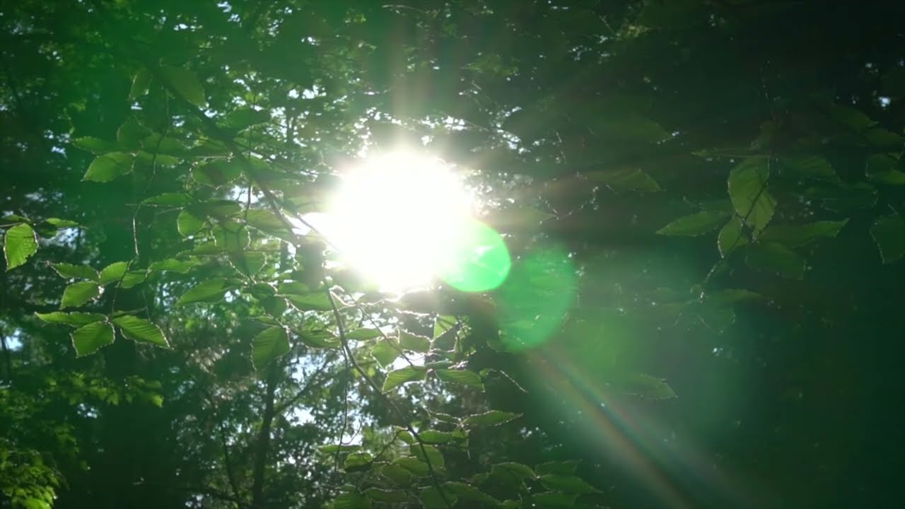 calm nature vibes soft music peaceful field aesthetic nature ambience 🌿ambient music rainy vibe🌧