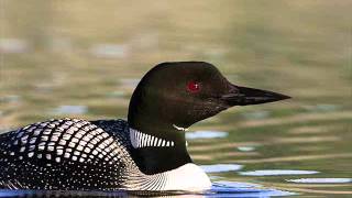 Loon Call For Ringtone Or Alarm