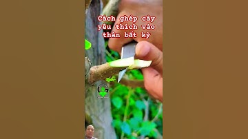 Cách ghép cây yêu thích vào thân cây bất kỳ