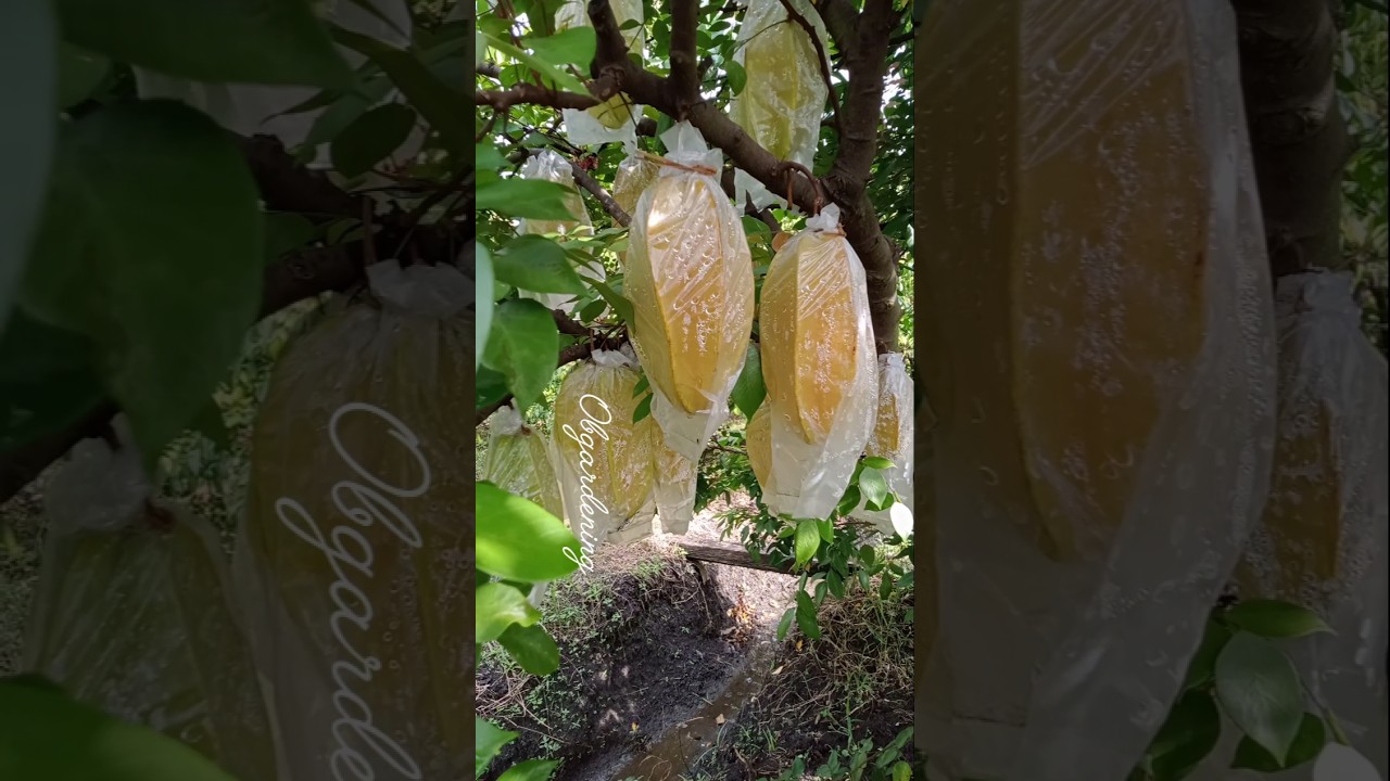Как заставить ваше дерево карамболы давать обильный урожай 🍈 | Простой природный трюк 