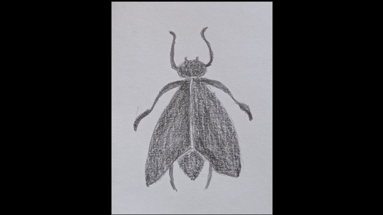 Easy Fly Drawing / 