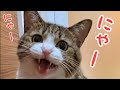 【猫の鳴き声】うなぎの可愛い鳴き声特集!!③【おしゃべりする猫】vol.284