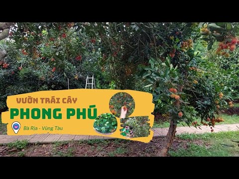 Video Vườn trái cây Phong Phú, Bà Rịa - Vũng Tàu có gì? - youtube