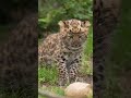 Amur Leopard Cubs First Birthday