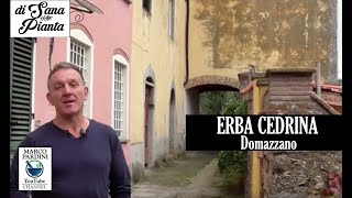 Erba Cedrina