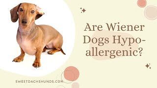 Are Wiener Dogs Hypoallergenic