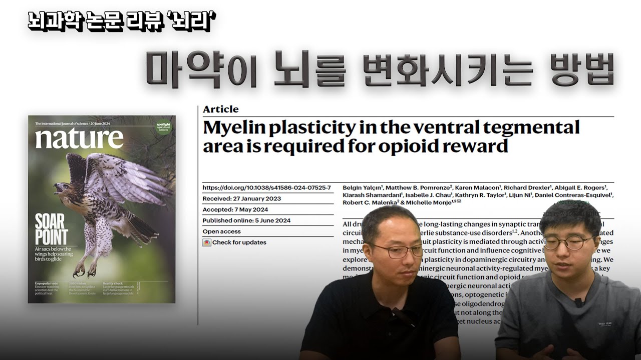 뇌과학 리뷰 "뇌리" Myelin plasticity in the ventral tegmental area is required for opioid reward