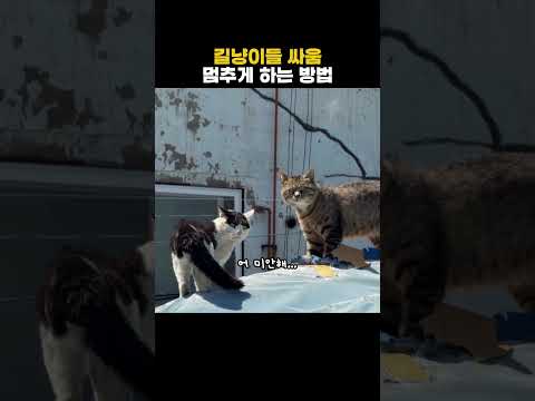 길냥이들 싸움멈추게 하는 방법