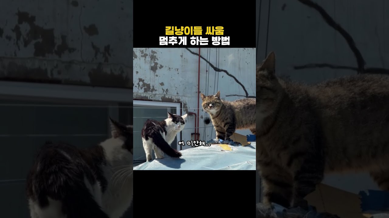 길냥이들 싸움멈추게 하는 방법