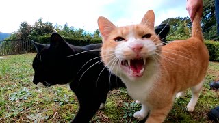 大きな声で鳴きながらカメラに向かって突撃してくるミサイル猫
