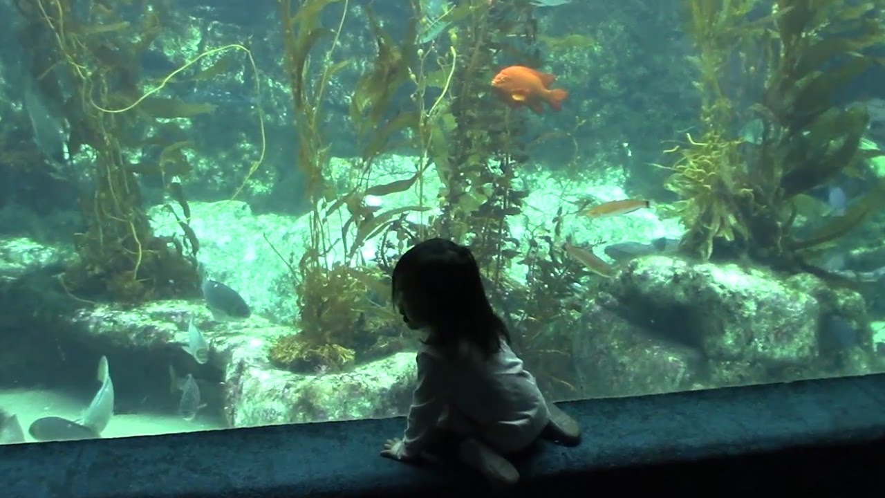 Ellie Belly touches a slimy sea cucumber and a spiny sea urchin! | EllieBellyToys /Birch Aquarium