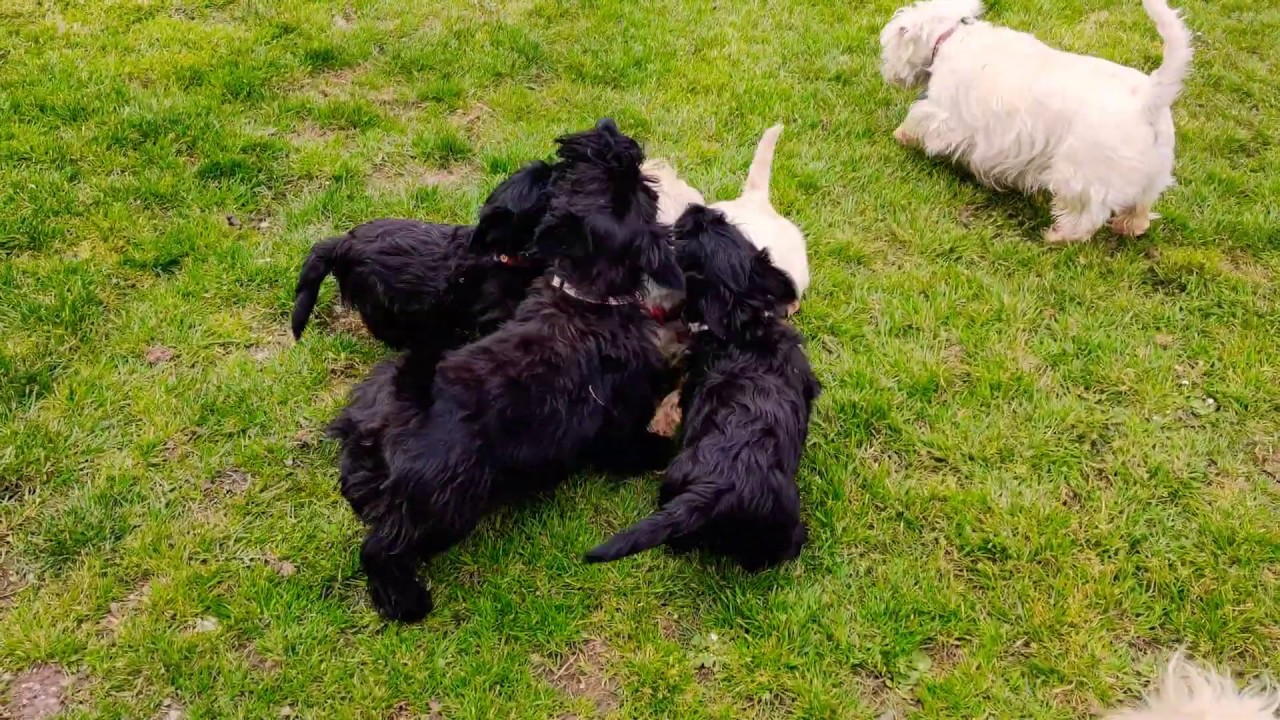Scottish and west highland terrier family