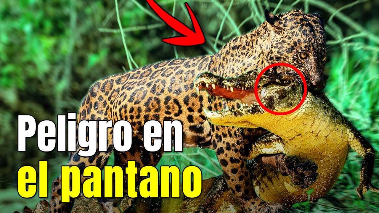 PANTANAL SALVAJE – ¡Los Depredadores Más Peligrosos de Sudamérica!#animalessalvajes