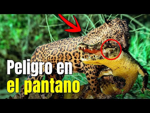 PANTANAL SALVAJE – ¡Los Depredadores Más Peligrosos de Sudamérica!#animalessalvajes