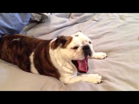 You Woke Me Uuuuuup, why ????? clips for crocs