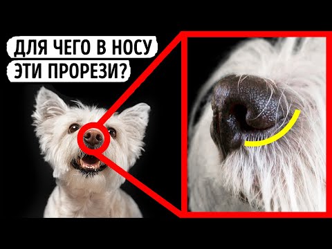 16 фактов, которые доказывают, что ваша собака обладает сверхспособностями