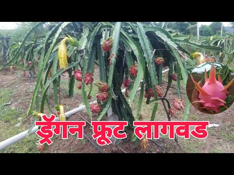 ड्रॅगन फ्रुट लागवड बद्दल माहिती Dragon fruit lagvad , phayde mahiti #PrabhuDeva