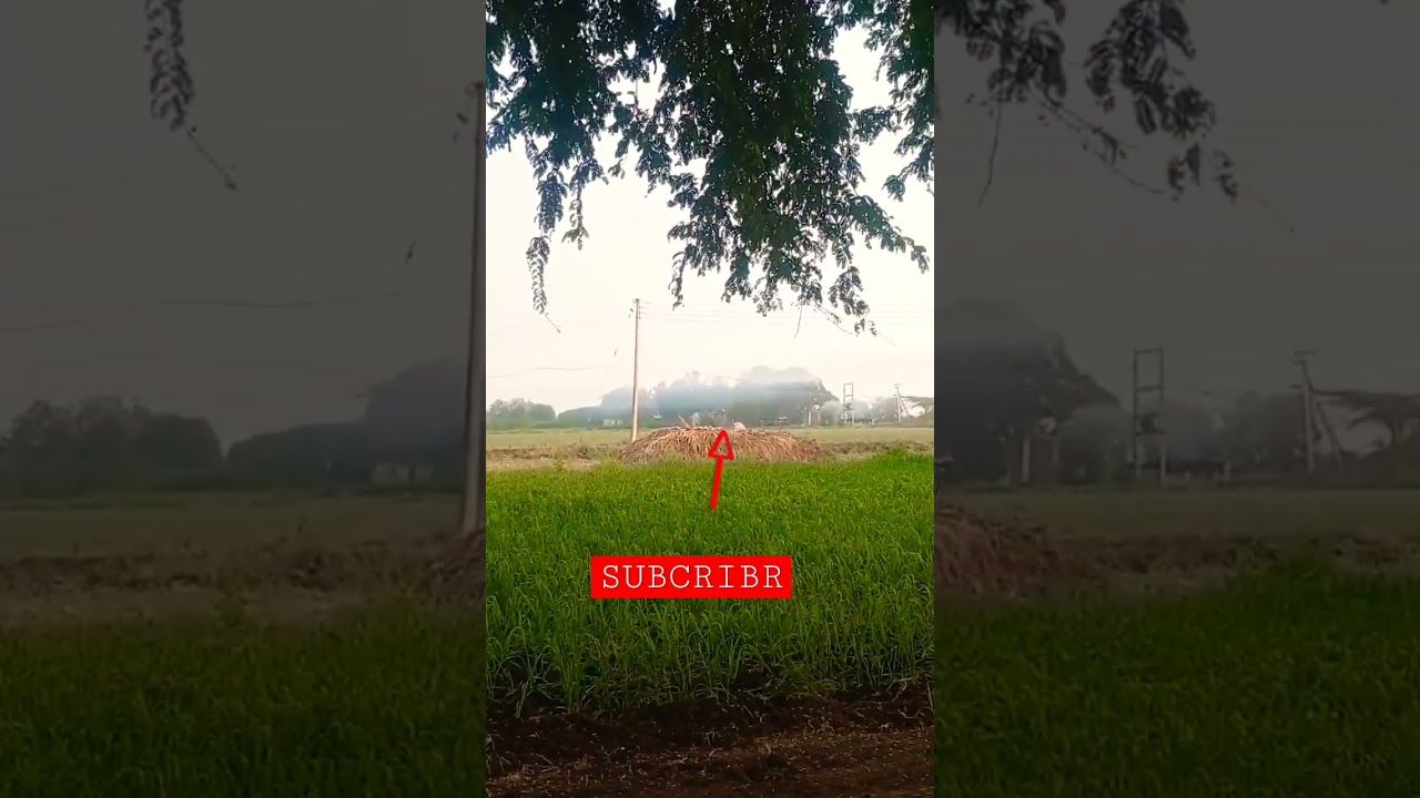 #no_1_trending_status