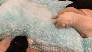 Goldendoodle Puppies For Sale in Pensacola, FL
