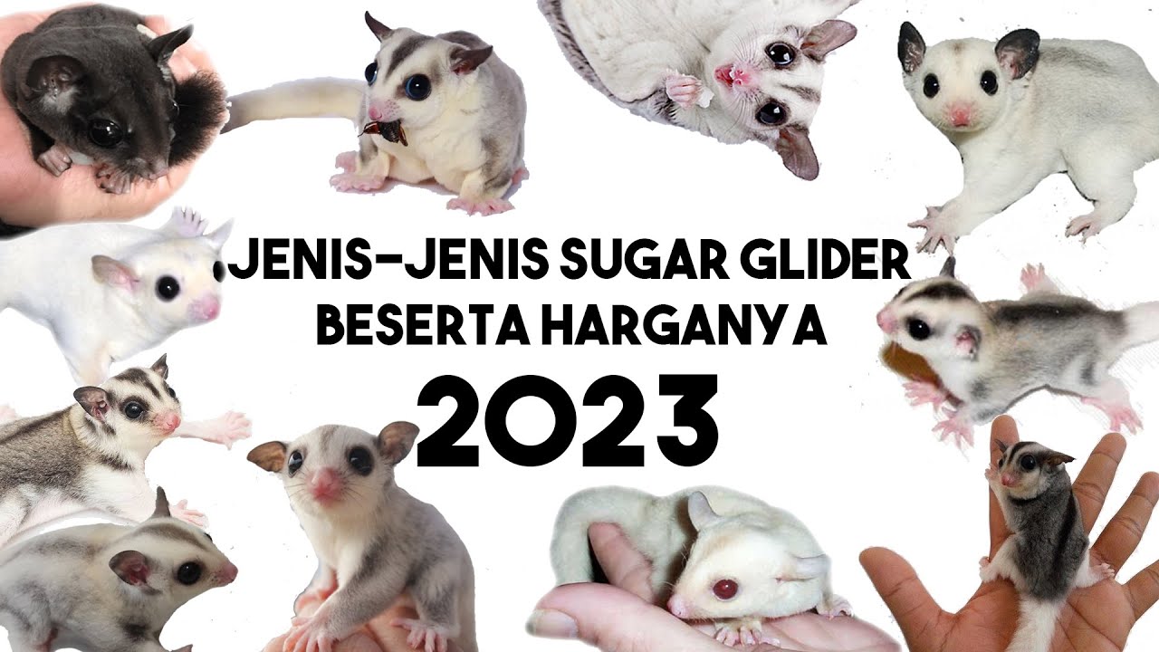 JENISJENIS SUGAR GLIDER BESERTA HARGANYA UPDATE TERBARU TAHUN 2023