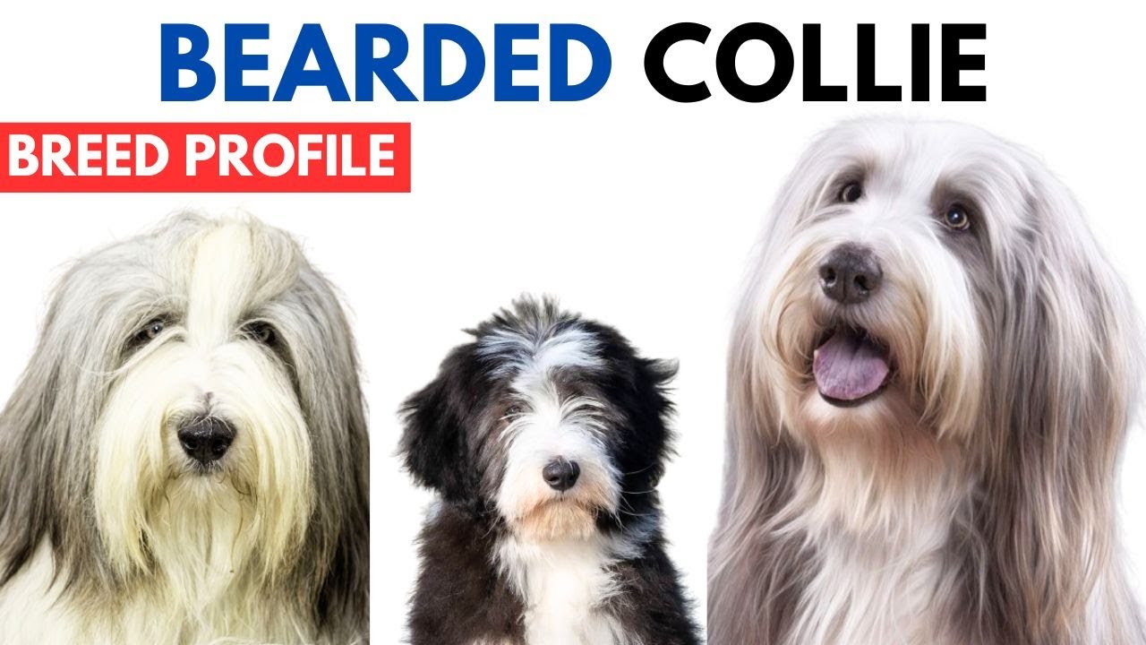 Bearded Collie Breed Profile History - Price - Traits -  Bearded Collie Grooming Needs - Lifespan