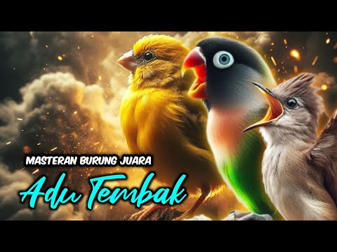 MATERI ISIAN MEWAH JAWARA - MASTERAN KENARI ISIAN CIBLEK LOVEBIRD GACOR