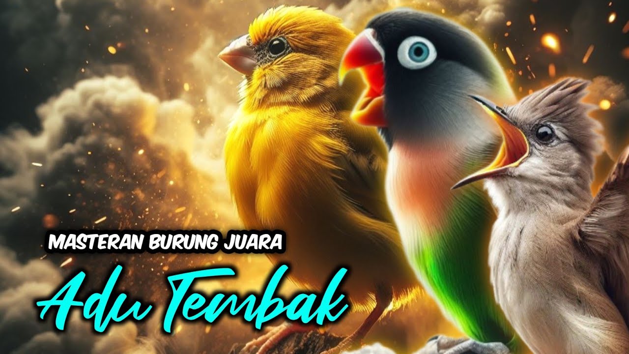Kenari vs Lovebird Ciblek Ngebren Adu Gacor Mantap Buat Masteran dan Pancingan  @masterburungkicau
