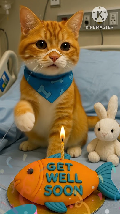 cepat sembuh ya oyen #cat #aicat #aiandcats #kitten