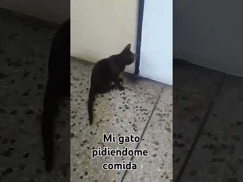 mi gato pidiendome comida 🤣🥰