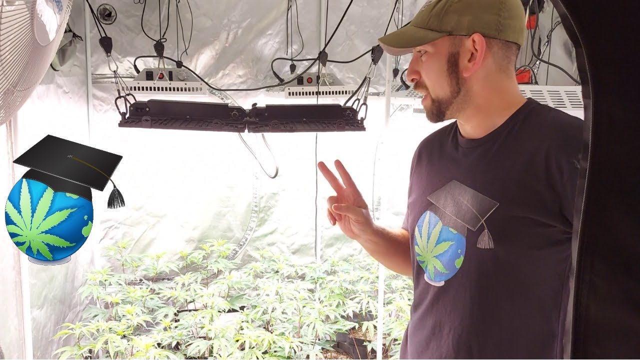 High Octane Strain @ End Of Veg Ft. GroPlanner O+ Series by Hyperlite