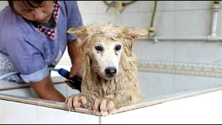 第一次洗这么脏的狗，到底经历了什么，居然把自己弄成这个样子 \This Alaskan Malamute dog is so dirty. What's going on?