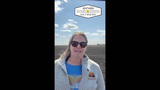 Starter Sulphur in Soybeans