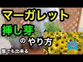 『マーガレット』挿し芽のやり方🌸