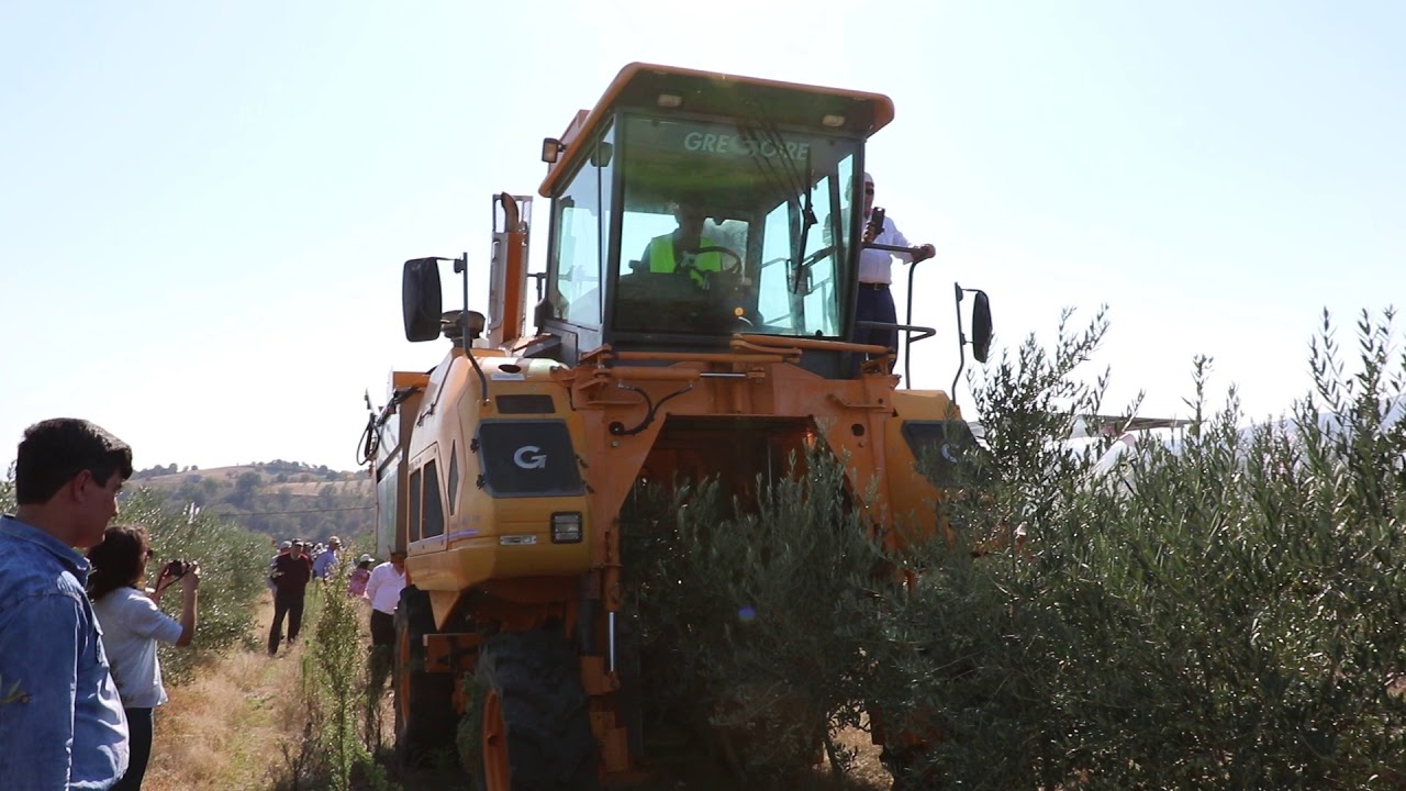 arbequina-olive-harvest-in-turkey-youtube