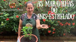 Anis estrelado: dicas de OURO para plantar