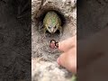 Frog Tiktok Frog Tiktok