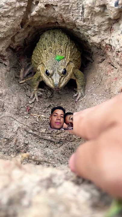#frog #tiktok