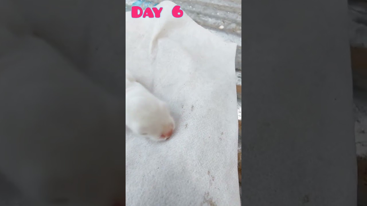 A little baby bunny growing Up [ Days 1-16 ] 