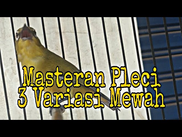 MASTERAN PLECI NEMBAK 3 VARIASI PALING DI CARI SANG JUARA class=