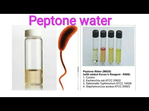 Peptone water, preparation and uses