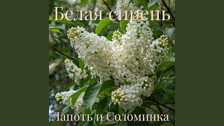 Белая сирень