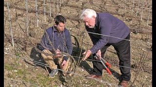 TAILLE DE LA VIGNE : LA TECHNIQUE « VALLÉE DE LA MARNE » EXPLIQUÉE AVEC UN VIGNERON DE CHAMPAGNE