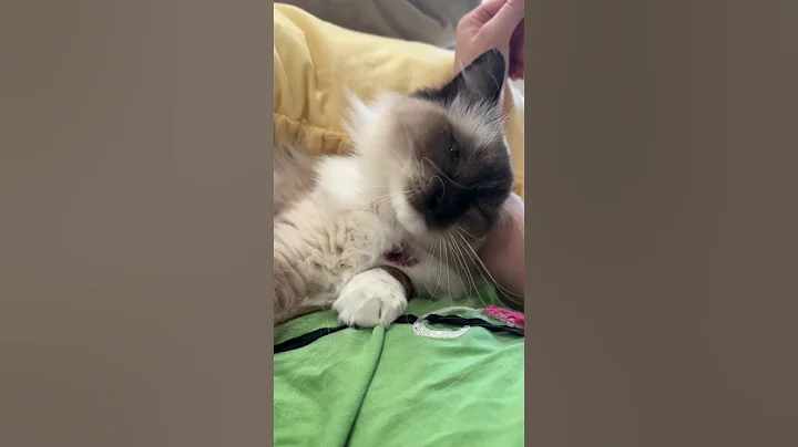 Video 10929121: ragdollcat kitty