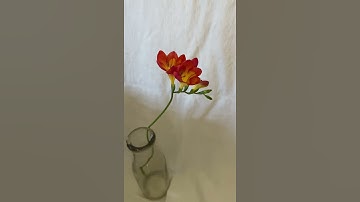 Thumbnail of Freesia - Red