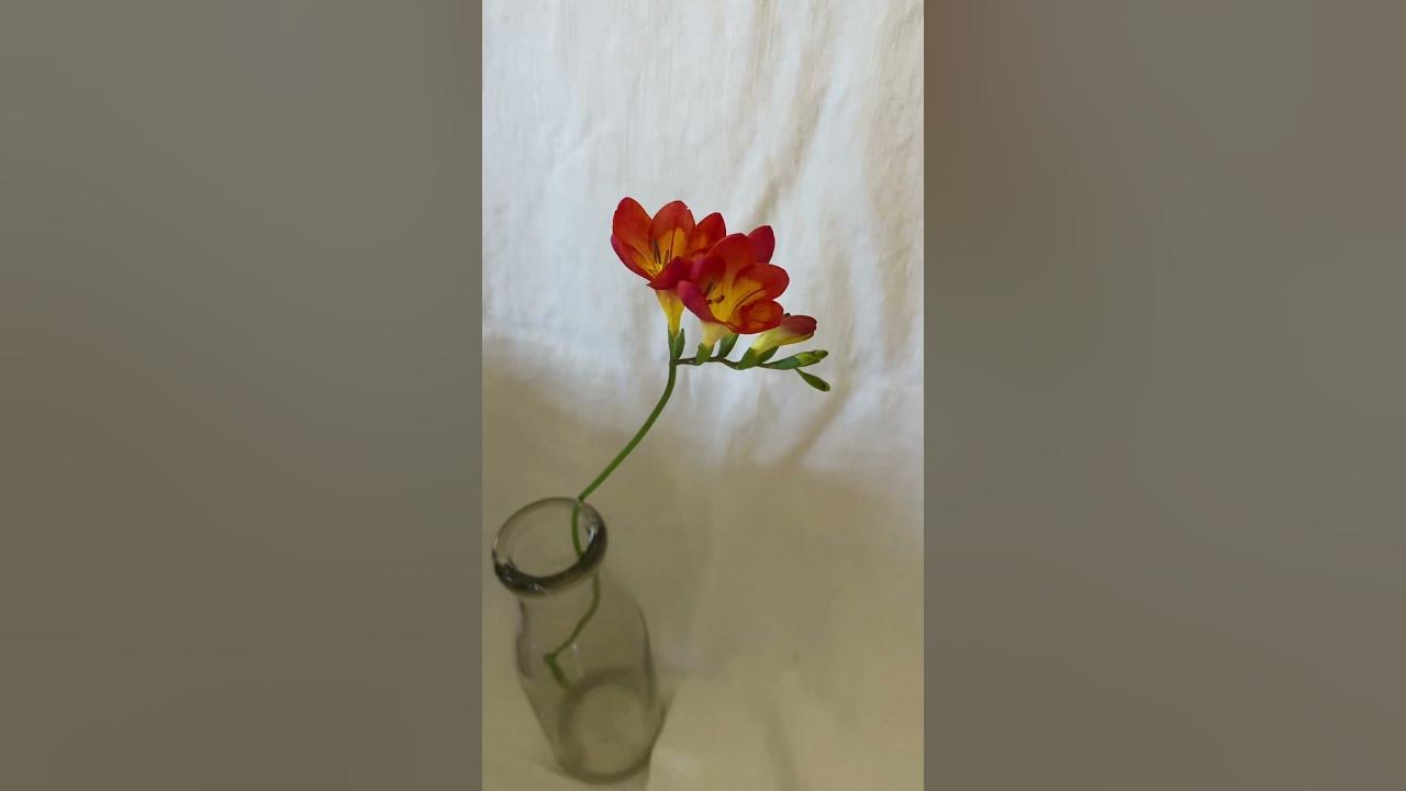 Freesia - Red