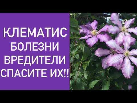 КЛЕМАТИС . БОЛЕЗНИ И ВРЕДИТЕЛИ .