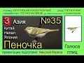 Пеночка. Азия. Голоса птиц