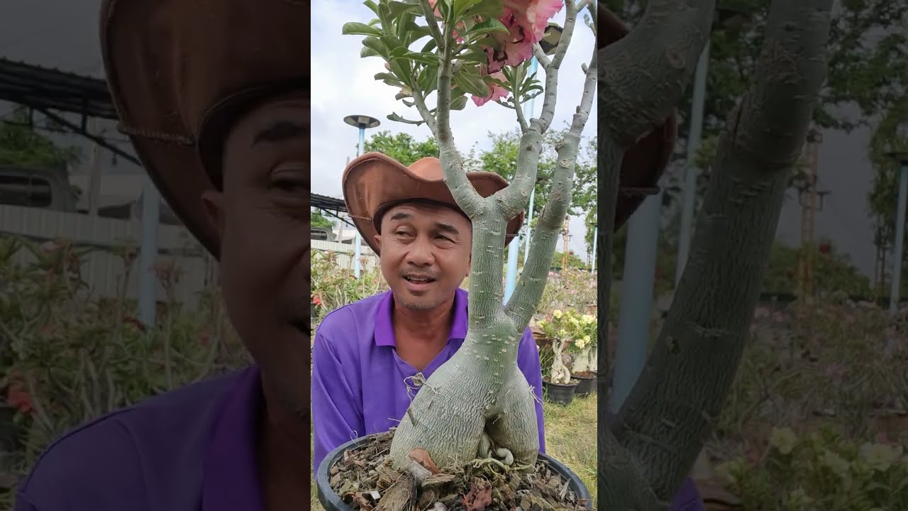 ต้นชวนชมสวยๆไอดีไลน์. @littlegarden 