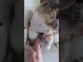 めるの訓練🐱 #youtubeshorts